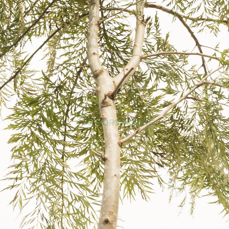 grevillea-robusta-chene-soyeux-d-australie
