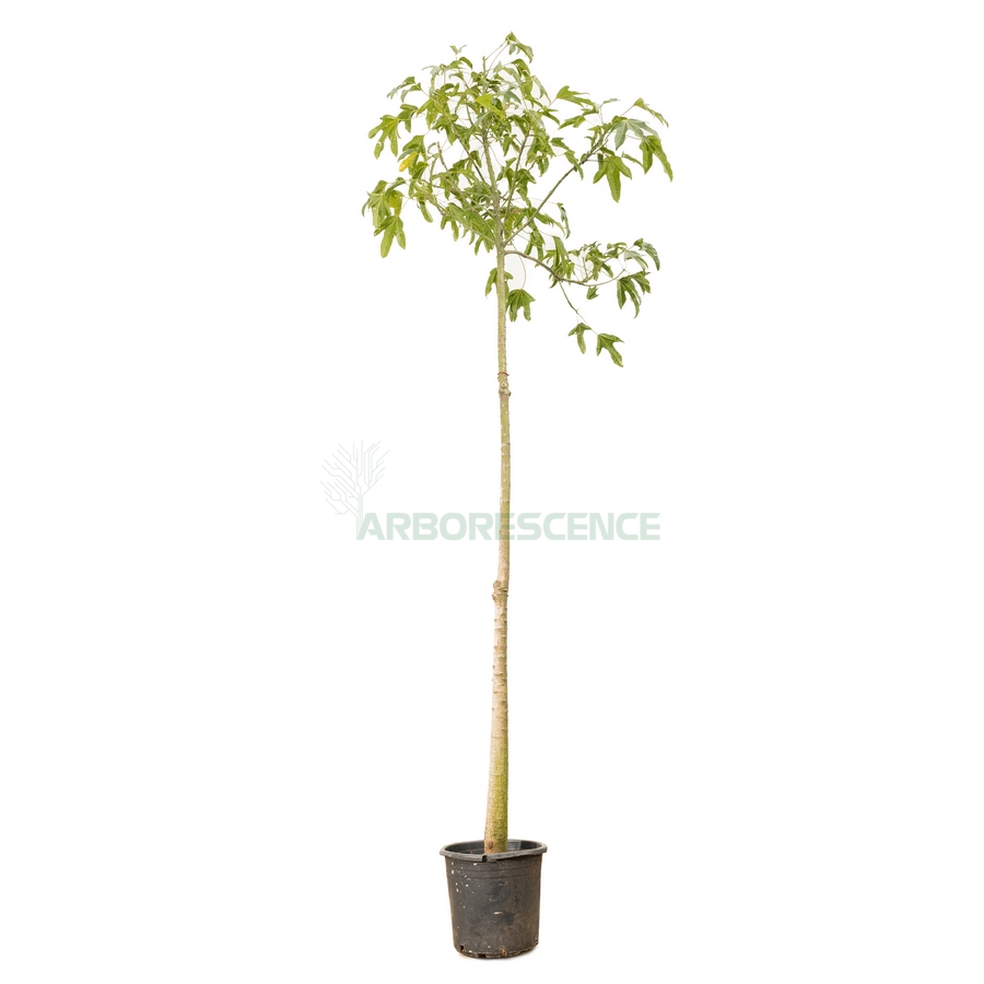 brachychiton-acerifolius-arbre-bouteille