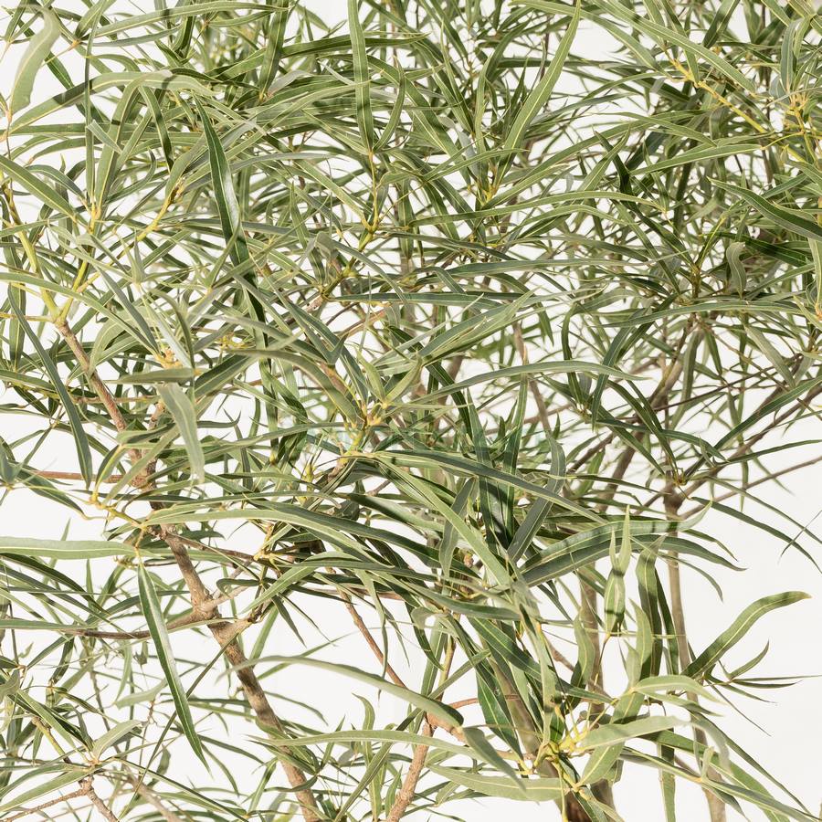 brachychiton-rupestris-arbre-bouteille
