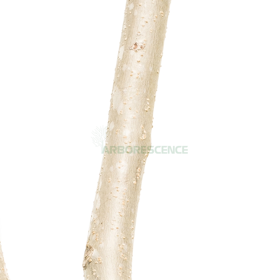 koelreuteria-paniculata-savonnier