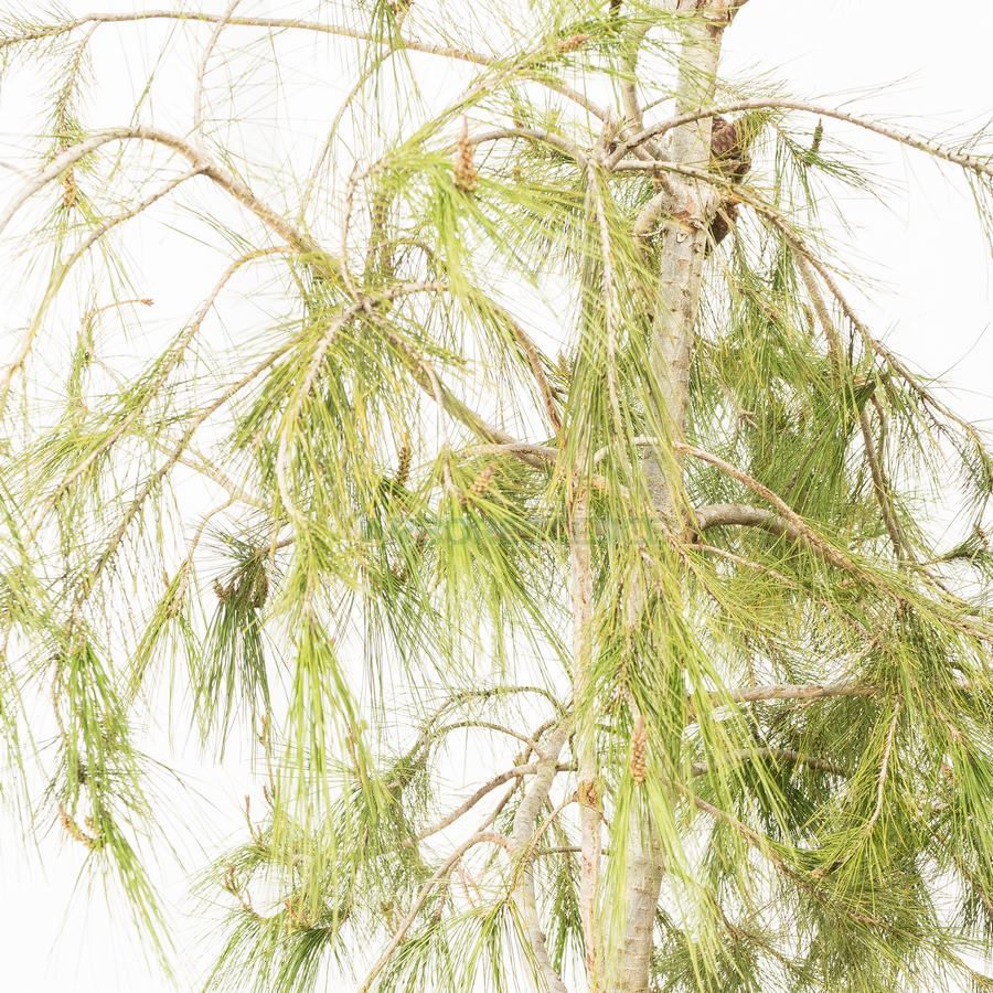 pinus-halepensis-pin-d-alep