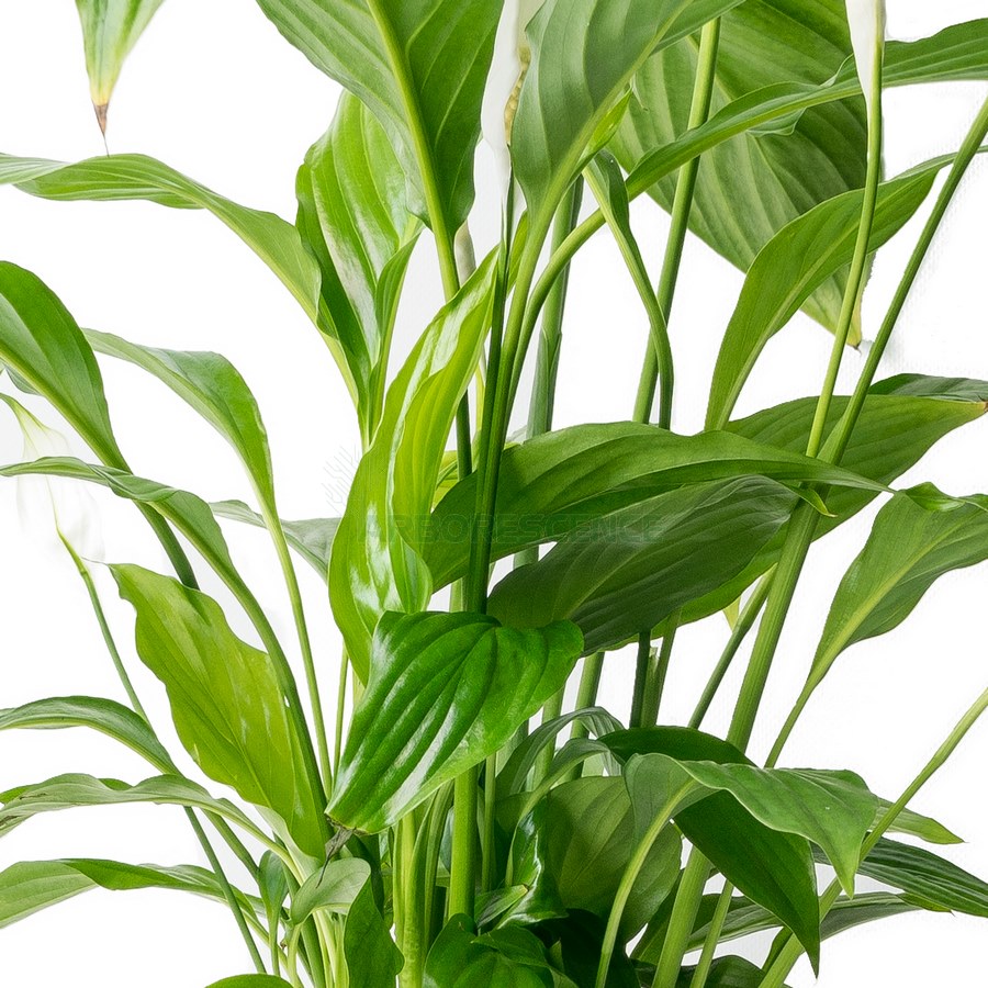 spathiphyllum-sweet-silvio
