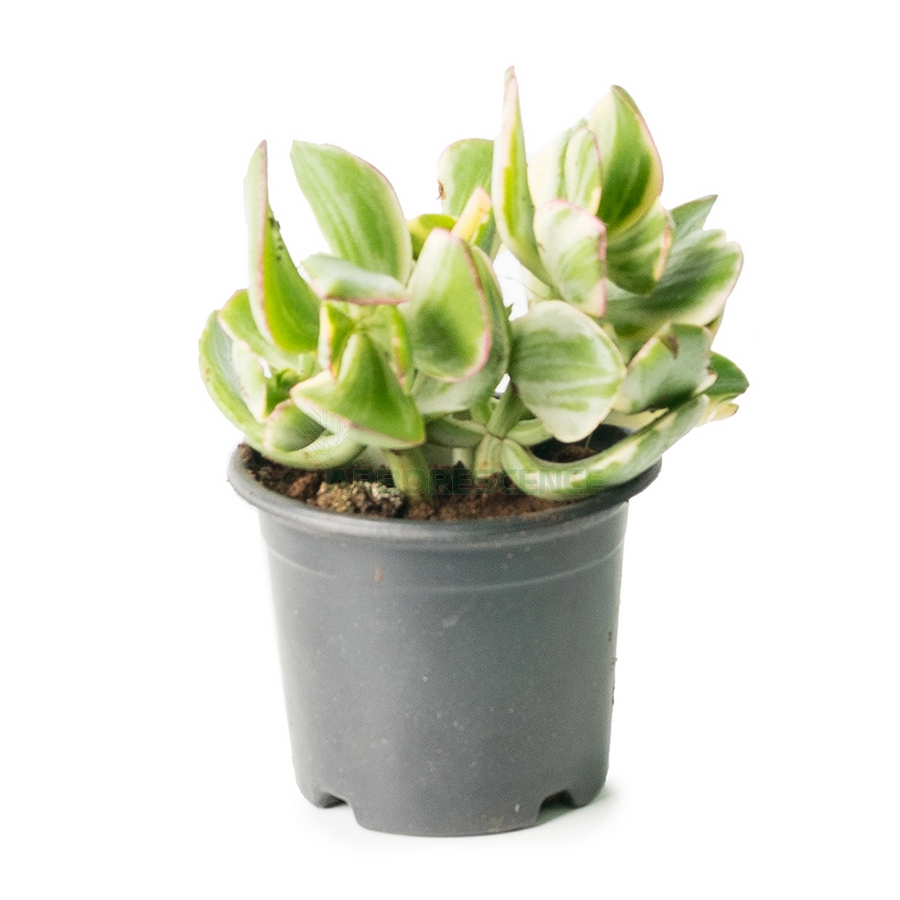 crassula
