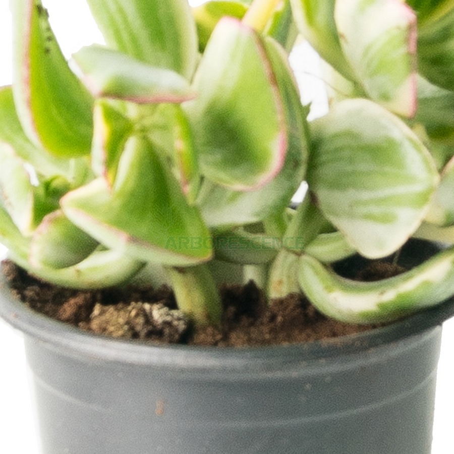 crassula