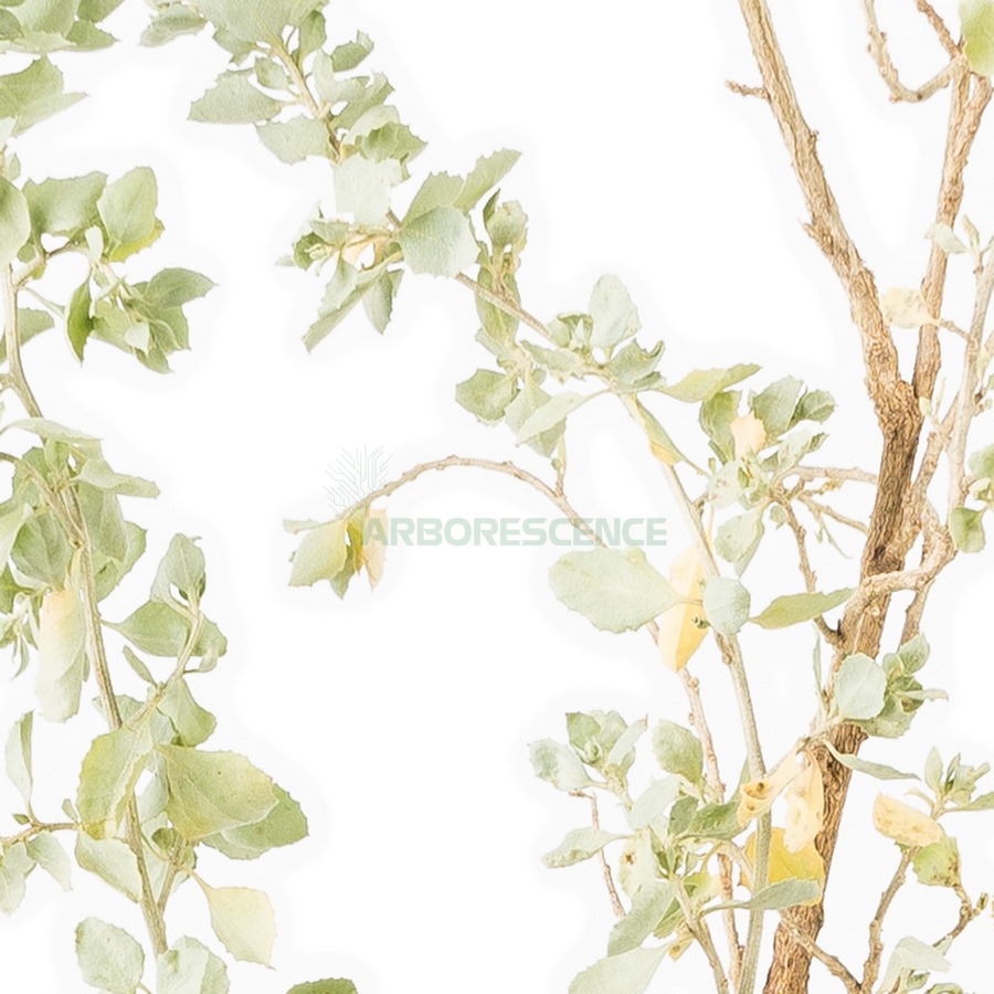 atriplex-halimus-arroche-halime