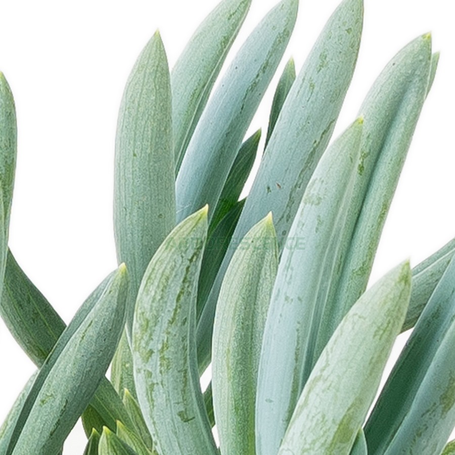 senecio-mandraliscae