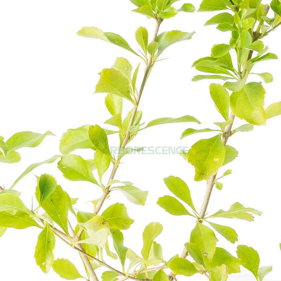 duranta-erecta-duranta-dresse