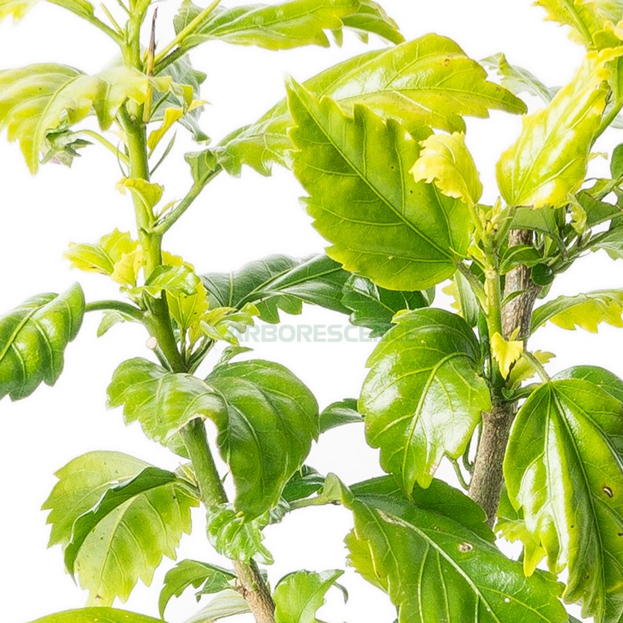 hibiscus-rosa-sinensis-double-fleur