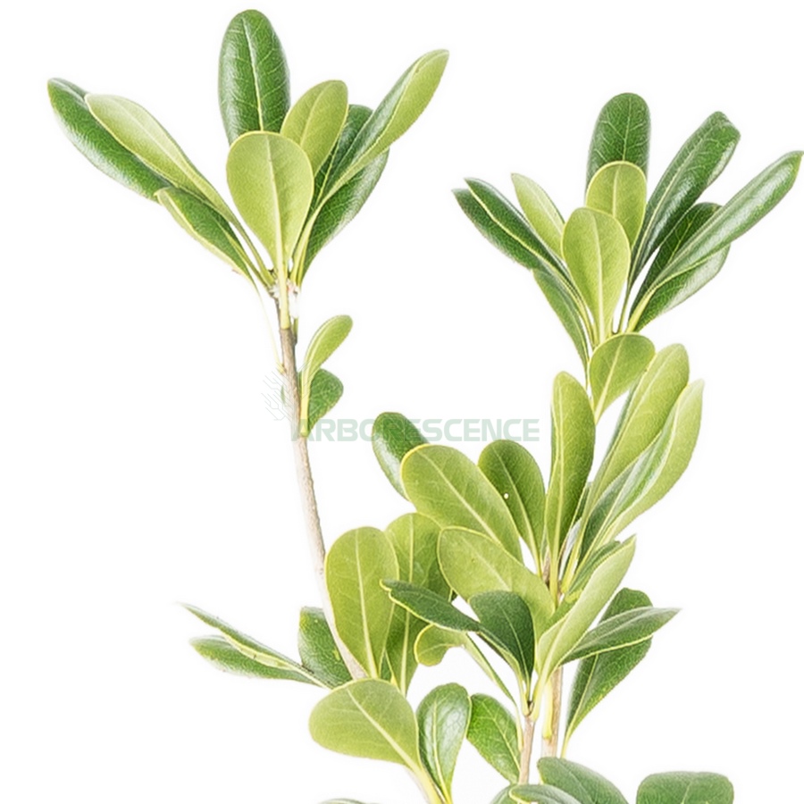 pittosporum-tobira