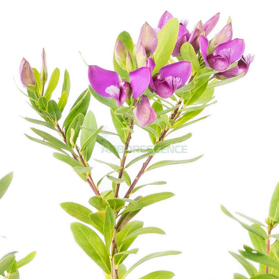 polygala-myrtifolia