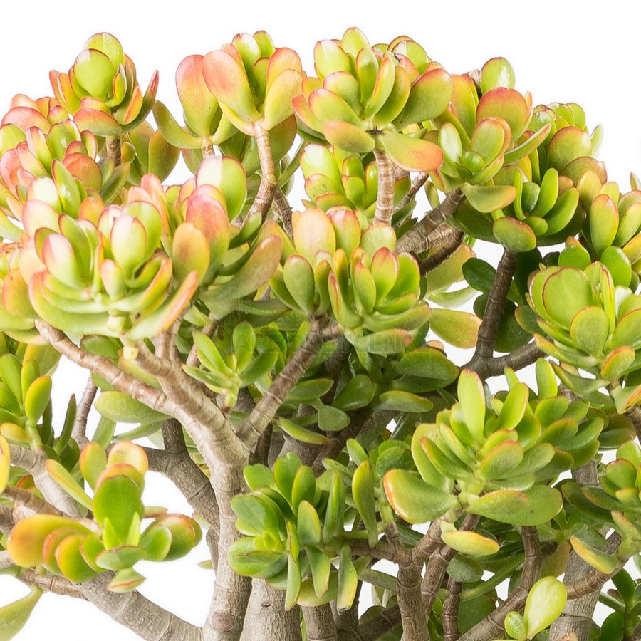 crassula-obliqua-arbre-de-jade