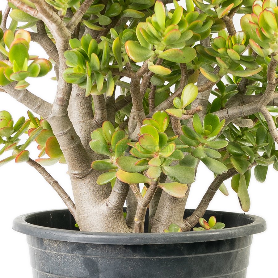 crassula-obliqua-arbre-de-jade