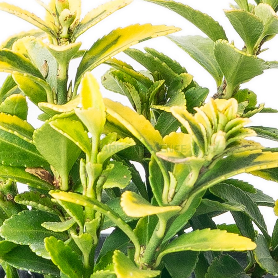 euonymus-japonicus-variegatus-nain