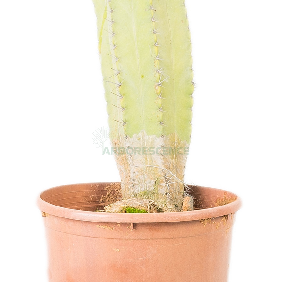 polaskia-chichipe-cristata