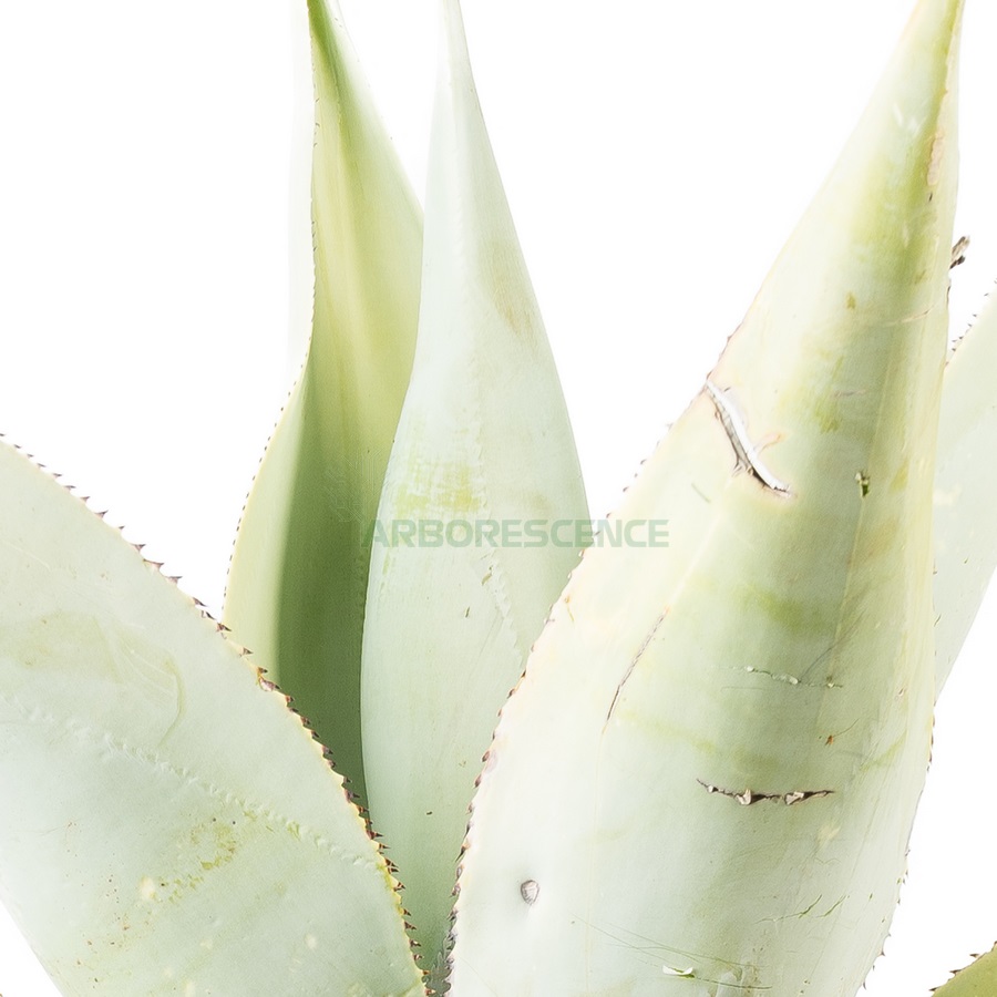 agave-guingola