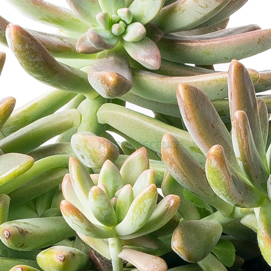 sedum-hispanicum