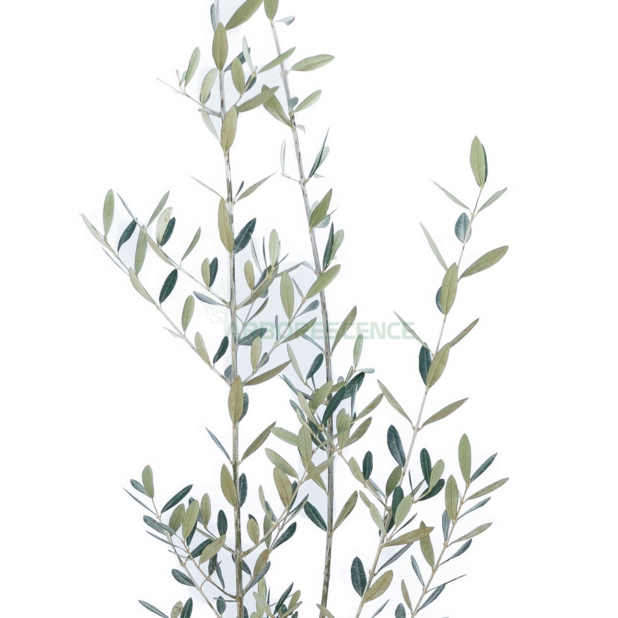 olea-europaea