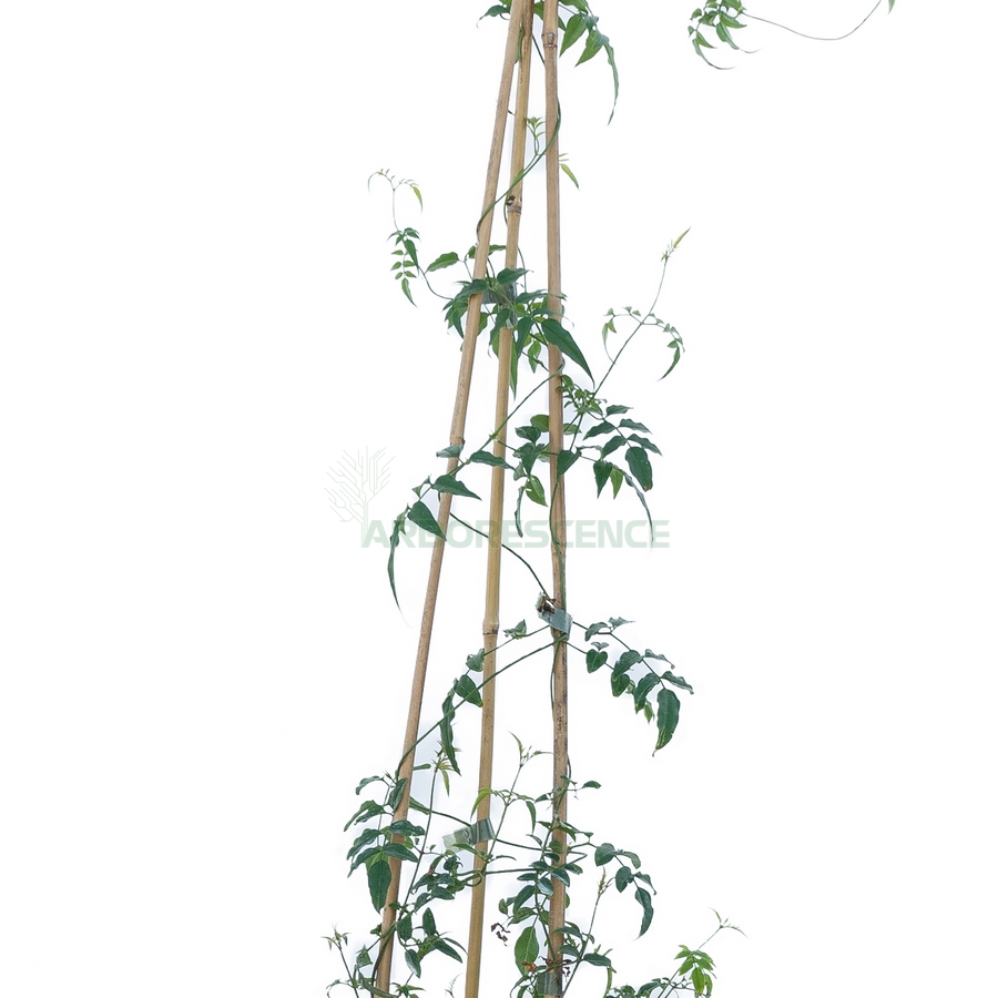 jasminum-officinale-jasmin-blanc