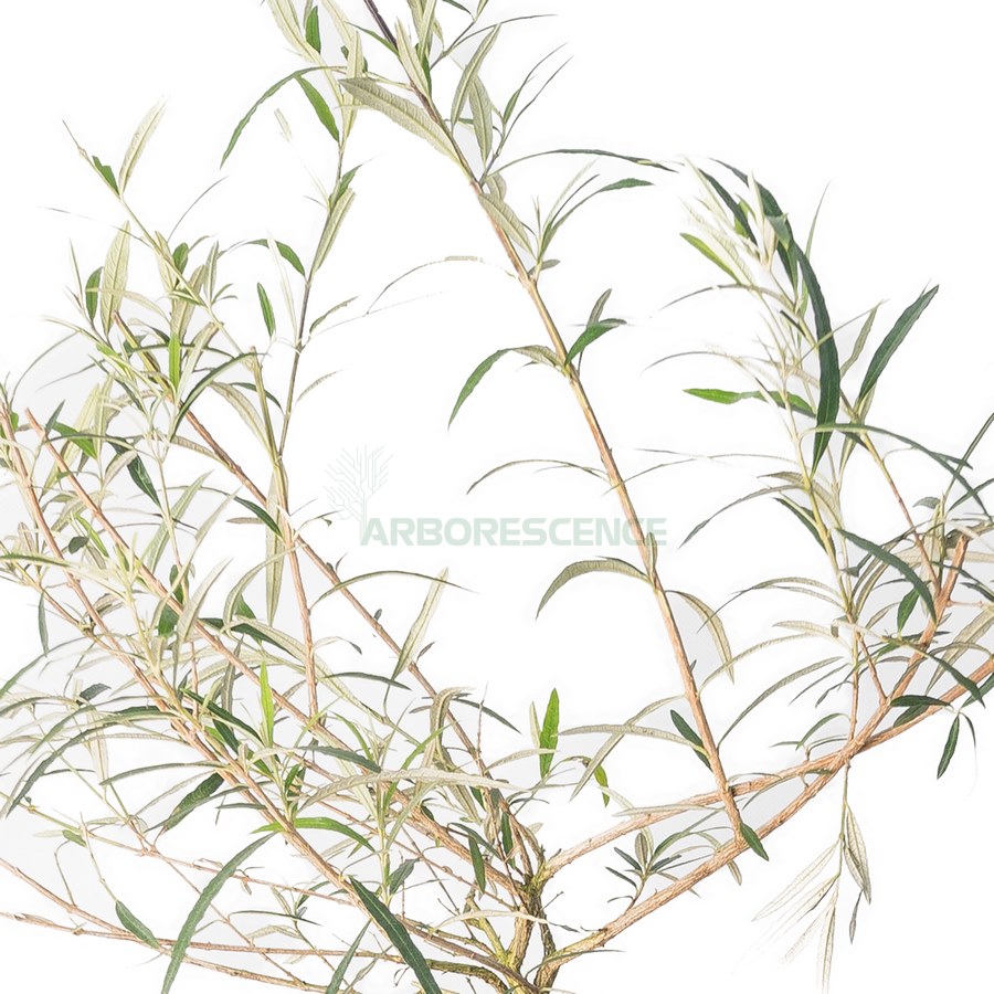 buddleja-davidii