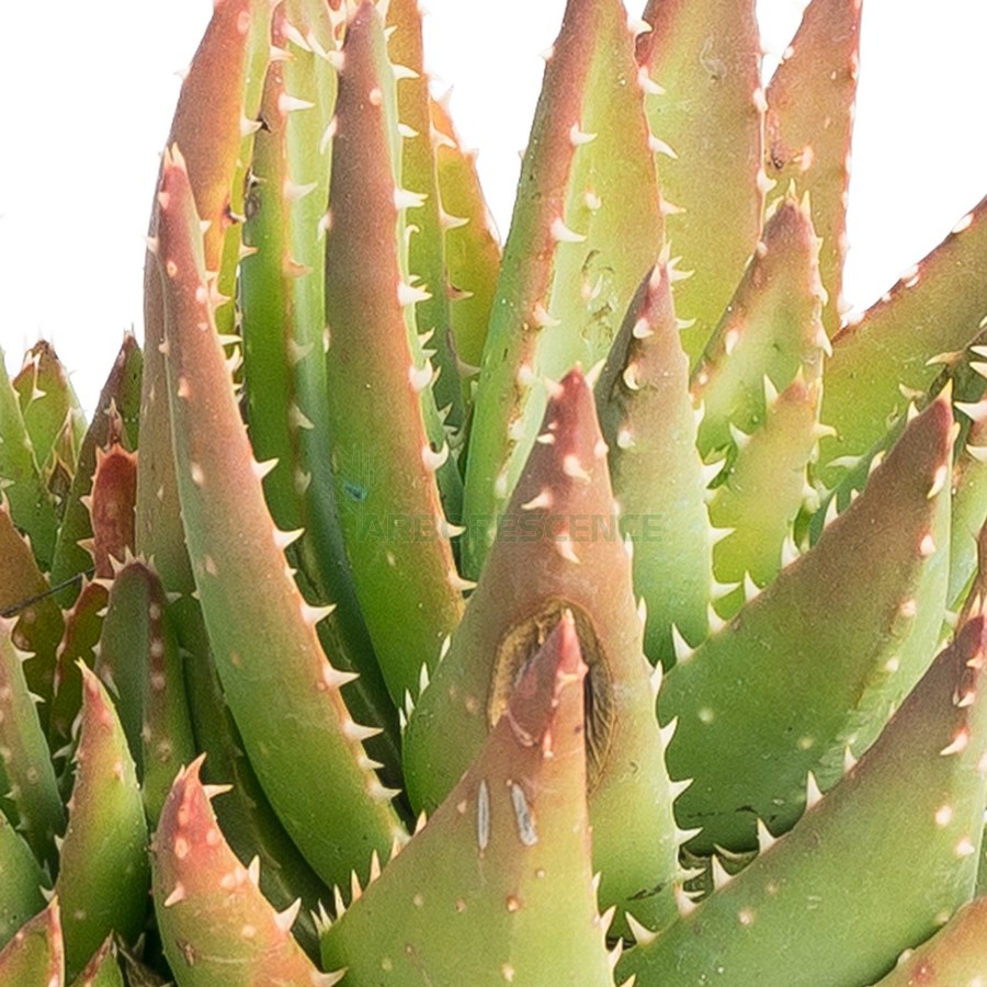 aloe-mitriformis