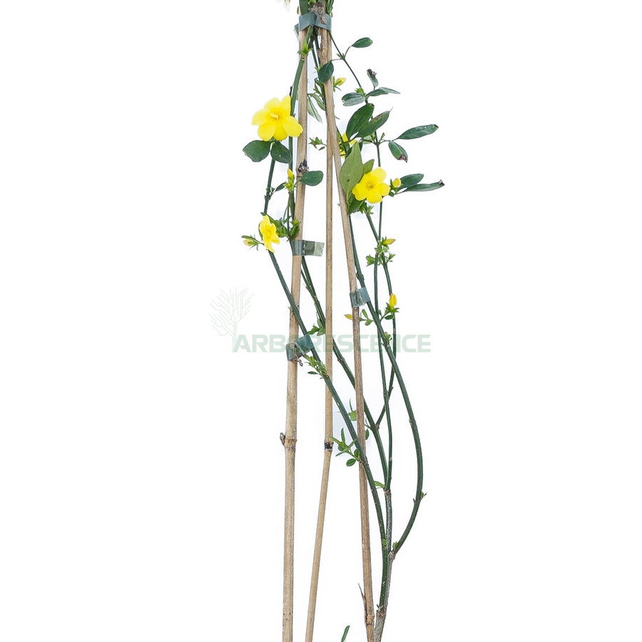 jasminum-mesnyi-jasmin-primevere