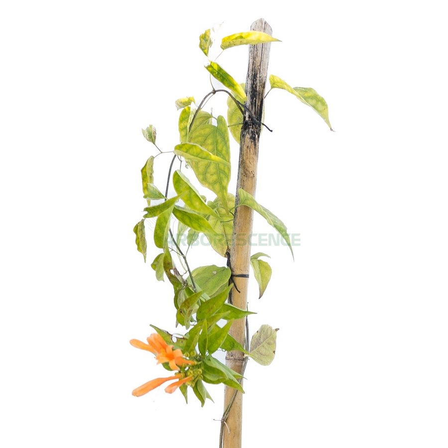 pyrostegia-venusta-liane-aurore-liane-corail-liane-de-feu