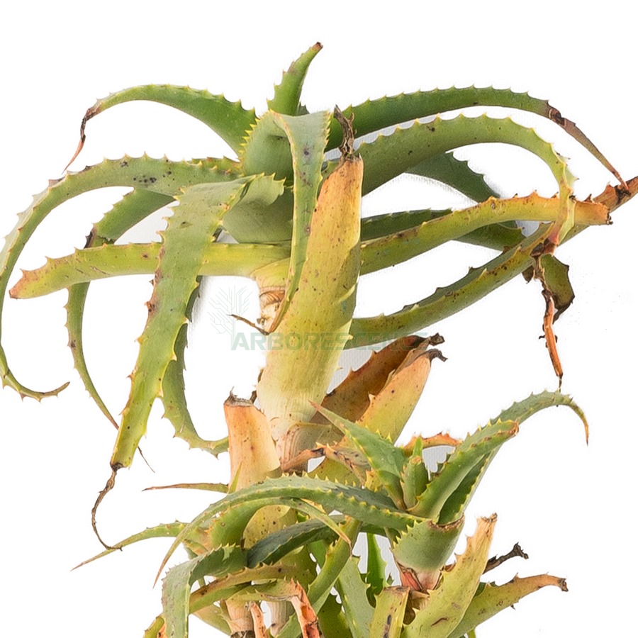 aloe-arborescens