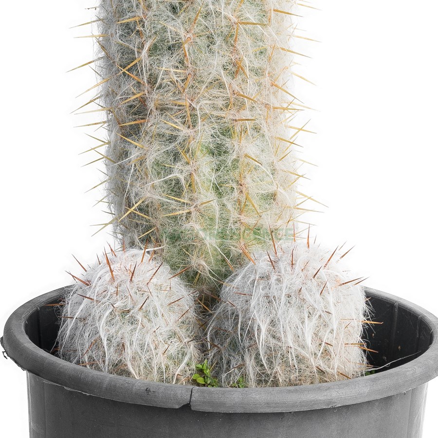 oreocereus-trollii