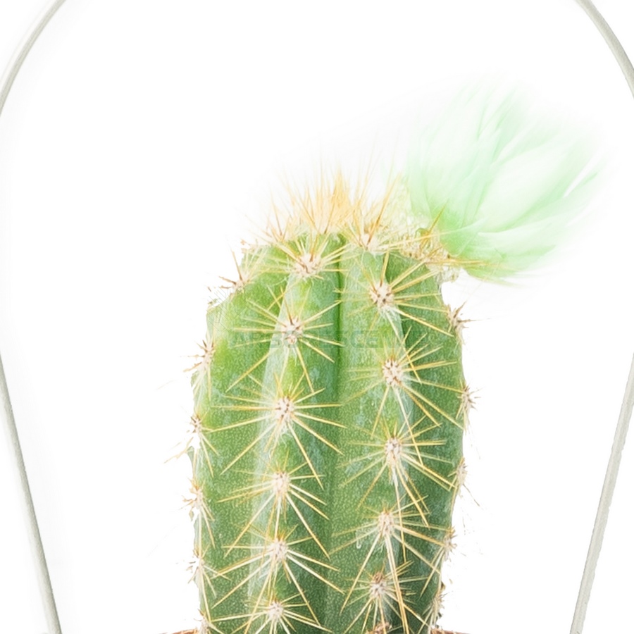 cactus-varie-decor