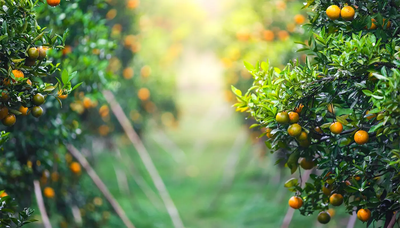 Arbres fruitiers